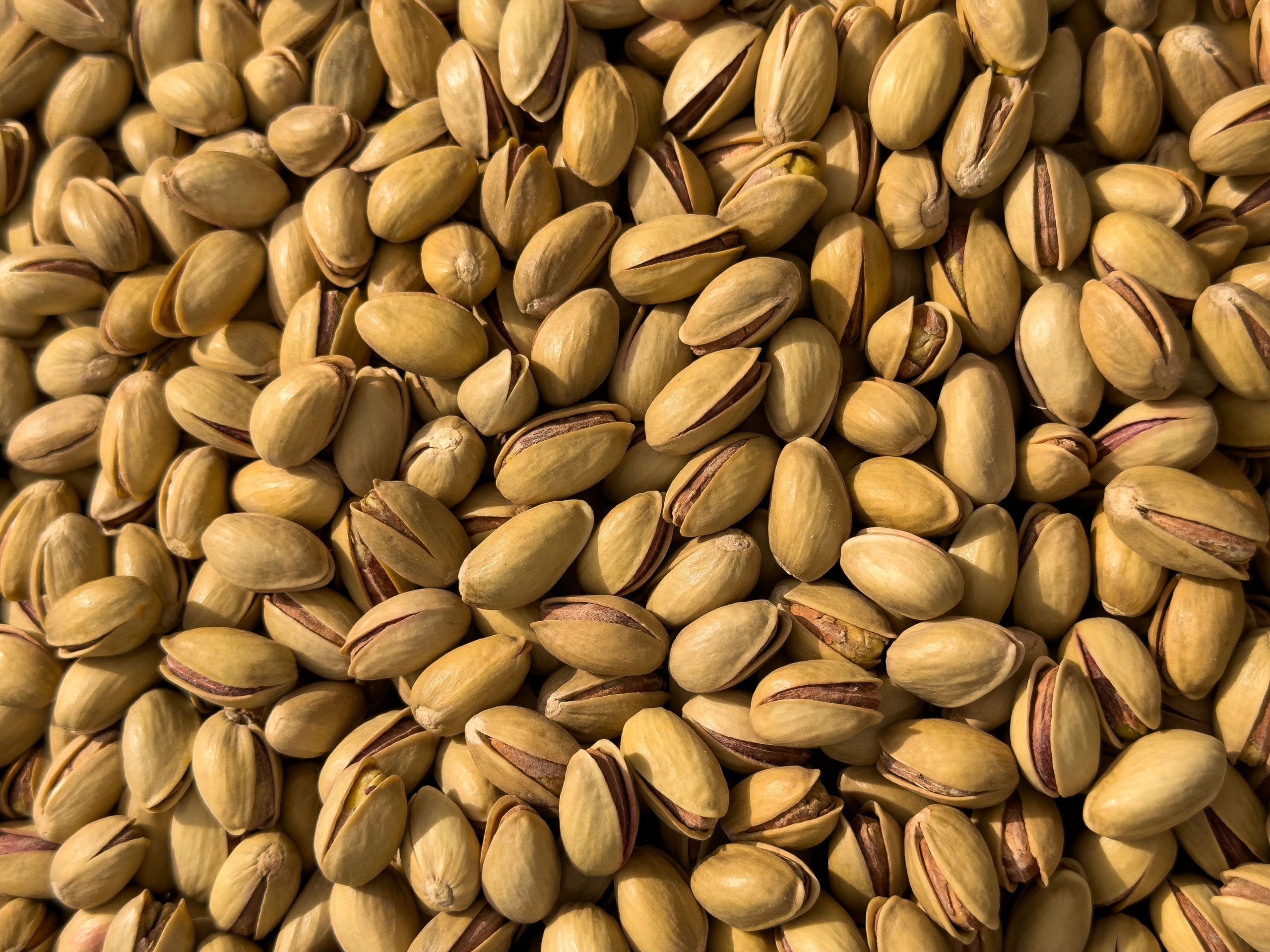 Sealbox Pistachio